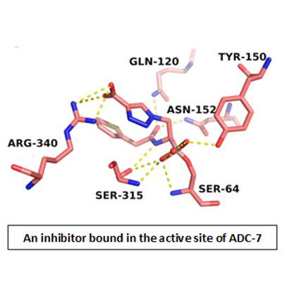 A boronic acid inhibitor bound to ADC-7